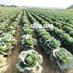 A new milestone in vegetable production in Chakaria, consumers are happy as prices are affordable