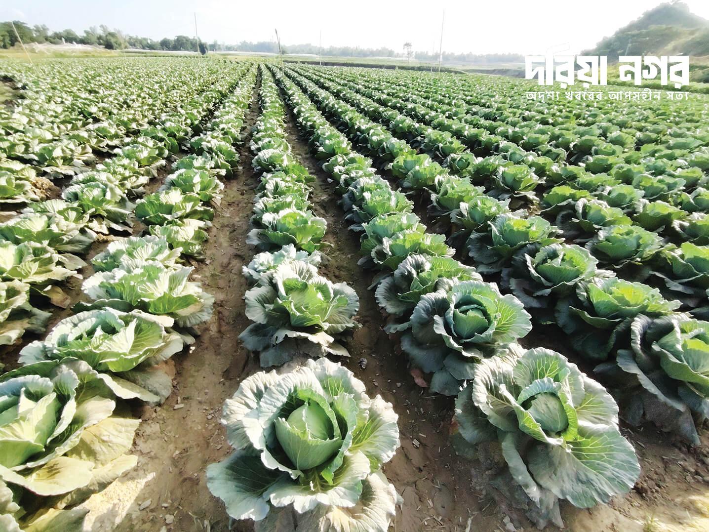 A new milestone in vegetable production in Chakaria, consumers are happy as prices are affordable