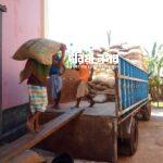 14 thousand 566 metric tons of official paddy collection program started