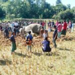 উখিয়ায় পাতানো ফাঁদে বন্য হাতির মৃত্যু