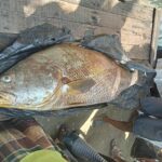 সেন্টমার্টিনে জেলের জালে ধরা পড়ল ৩৩ কেজির কালো পোয়া, দাম হাঁকছে ১২ লাখ