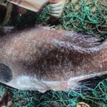 সাগরে ধরা পড়ল ১৬৬ কেজির ভোল মাছ, ১ লাখ ৮০ হাজার টাকায় বিক্রি