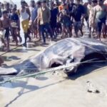 টেকনাফে ধরা পড়ল ২২ মণ ওজনের ‘শাপলাপাতা’ মাছ