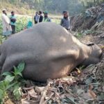 কক্সবাজারে ২০ বছরে ৪৪ হাতির মৃত্যু
