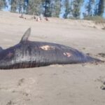 উখিয়া সৈকতে ভেসে এল মৃত ডলফিন
