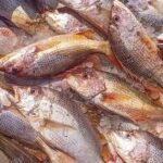 সেন্টমার্টিন চ্যানেলে এক জালে ধরা পড়ল ১০ লাখ টাকার লাল কোরাল