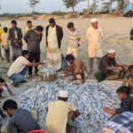 টেকনাফে টানা জালে ধরা পড়ল ১০৯ মণ ছুরি মাছ; বিক্রি ৮ লাখ টাকায়