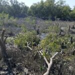 কক্সবাজারে গাছ কেটে চিংড়ি ঘের, ৬ জনের বিরুদ্ধে বন আদালতে মামলা