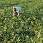 টেকনাফে আগাম তরমুজ চাষে চাঁন মিয়ার মুনাফা ২ লাখ ৭৫ হাজার টাকা; উপজেলায় ২ হাজার ৪০০ মেট্রিক টন তরমুজ উৎপাদনের লক্ষ্যমাত্রা কৃষি বিভাগের