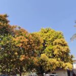 আবহাওয়া বুঝে পরিচর্যা, কক্সবাজারে আমের মুকুলে বাম্পার ফলনের আশা