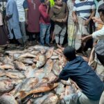 সেন্টমার্টিনে ধরা পড়ল ১ হাজার ১০০ পিস কোরাল মাছ, ৩৫ লাখ টাকায় বিক্রি